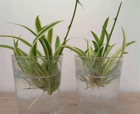 Bouture de Chlorophytum dans l'eau