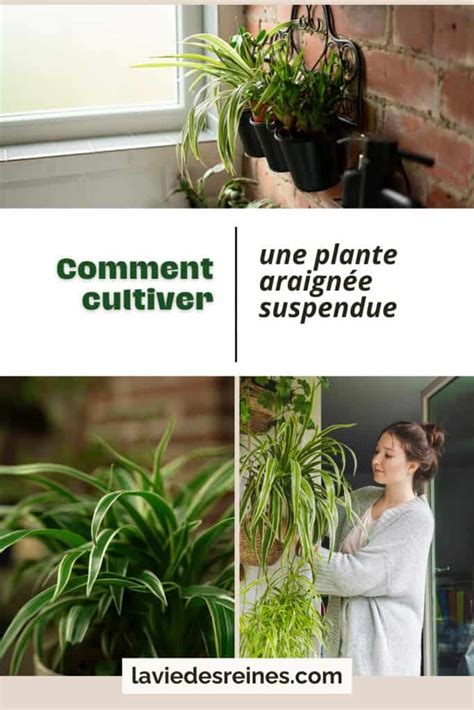 Division d'une plante araignée