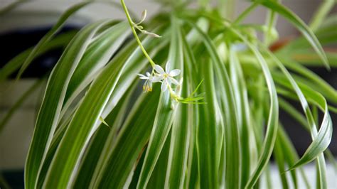 Diverses formes et couleurs de Chlorophytum