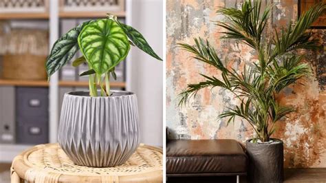 Plantes tropicales d'intérieur luxuriantes avec un système d'arrosage goutte à goutte discret