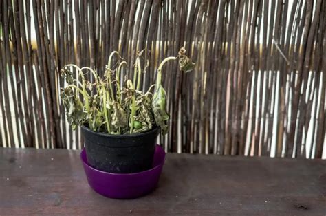 Plante tropicale desséchée étant réhydratée par immersion dans l'eau