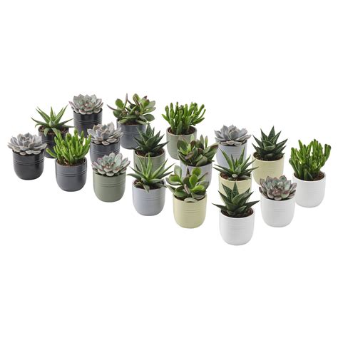 Plante succulente en pot avec des signes de jaunissement