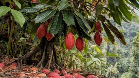 Schéma illustrant la croissance du cacaoyer sous la canopée