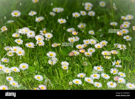 jardin fleuri avec des pâquerettes au printemps