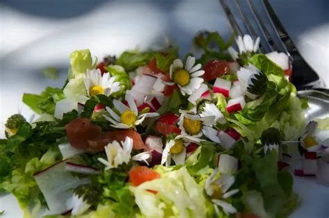 assortiment de pâquerettes en cuisine et en salade