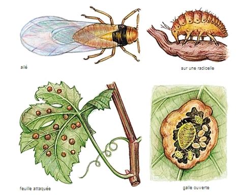 Illustration comparative entre le développement du phylloxéra radicicole sur les racines et le phylloxéra gallicole sur les feuilles