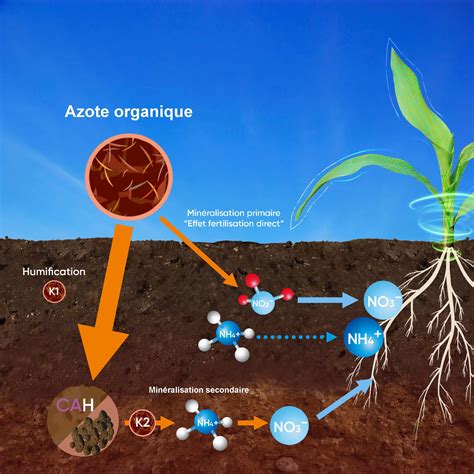 Infographie montrant les proportions de mélange entre tonte (azote) et paille/feuilles (carbone)