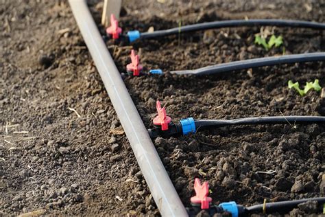 Système d'arrosage goutte-à-goutte installé dans un potager moderne avec programmateur