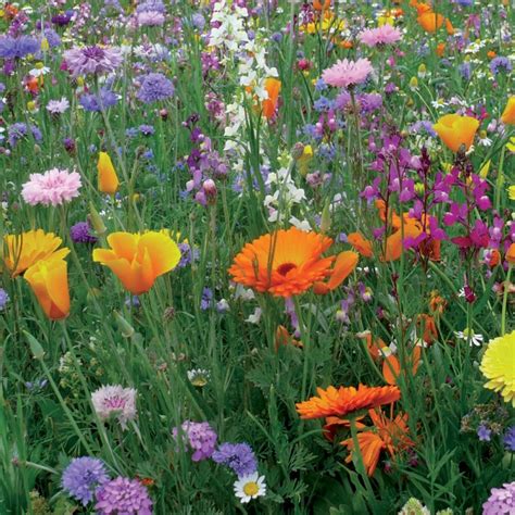 Schéma explicatif de la composition d'un mélange de prairie fleurie (annuelles vs vivaces)