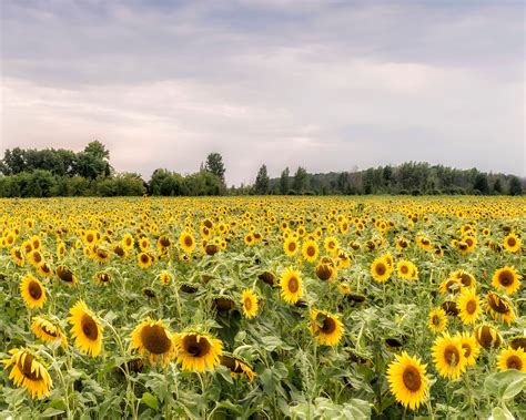 Champ de tournesols en Creuse
