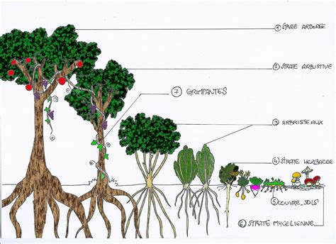 Schéma illustrant les strates d'une forêt comestible en permaculture