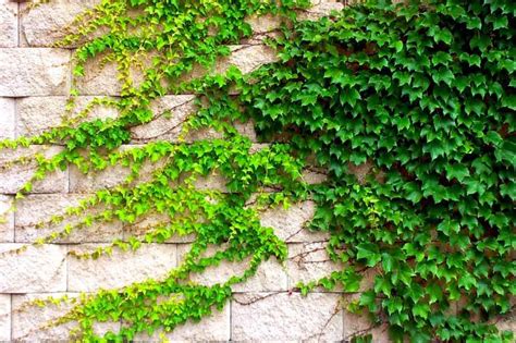 Schéma illustrant la gestion raisonnée du lierre sur un mur