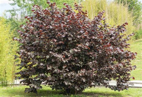 Noisetier pourpre en automne avec ses noisettes