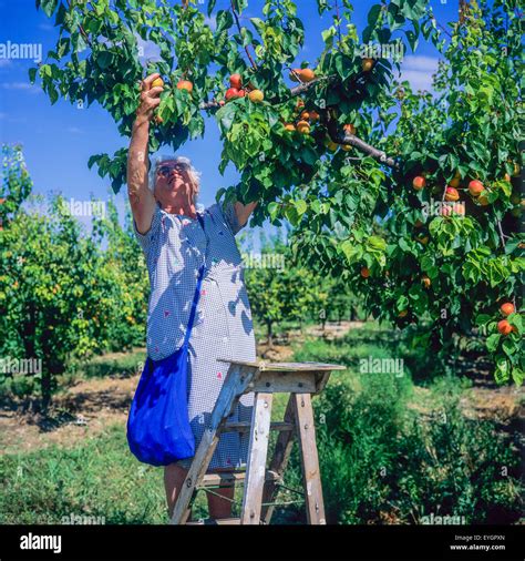 Récolte manuelle d'abricots dans un verger familial