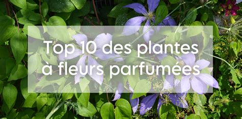 Jardin avec différentes plantes parfumées