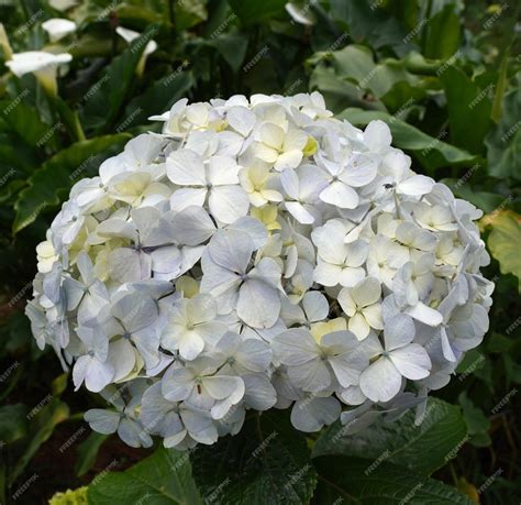 Hortensia blanc en gros plan
