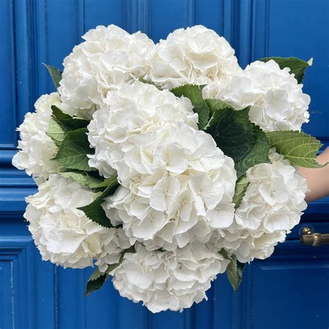 Bouquet d'hortensias blancs et de branches d'olivier