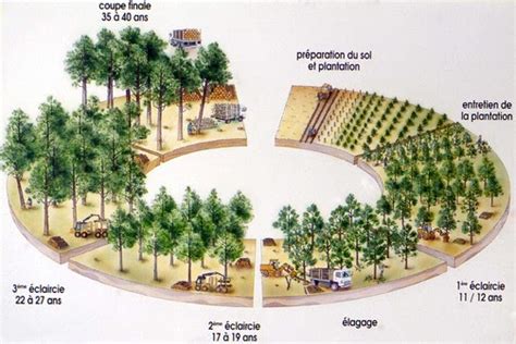 Schéma illustrant la structure d'une forêt de plantation gérée selon les principes de la futaie jardinée