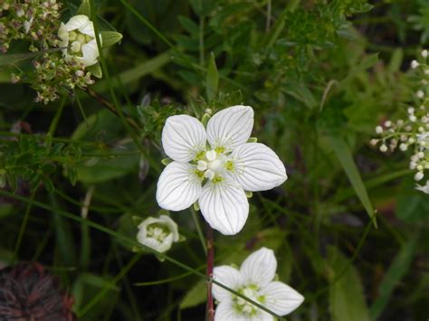 fleurs blanches sauvages dans un jardin
