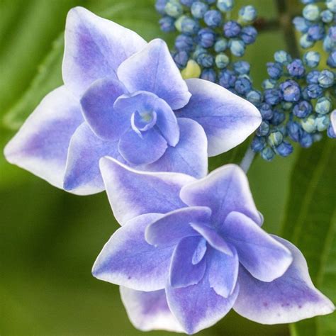 Hortensia Star Gazer bleu en pleine floraison