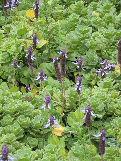 Plectranthus neochilus en pleine floraison dans un jardin ensoleillé