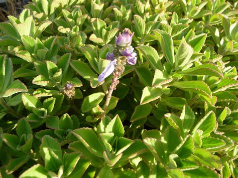 Détail macroscopique des feuilles épaisses et duveteuses du Plectranthus neochilus