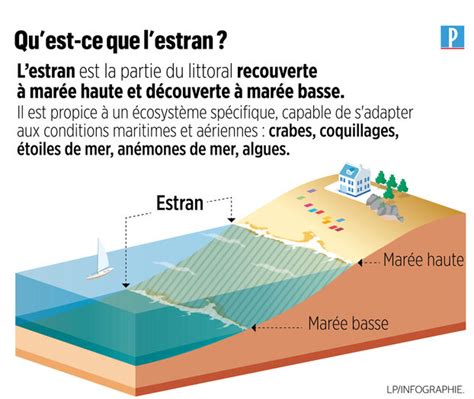 Schéma illustrant les différentes zones de l'estran et la localisation typique des vers marins selon le type de sédiment