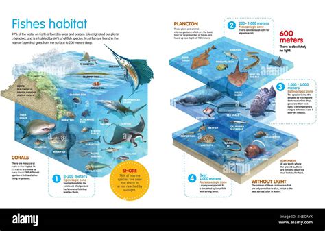 Infographie comparative des différentes espèces de vers marins et de leurs habitats préférés