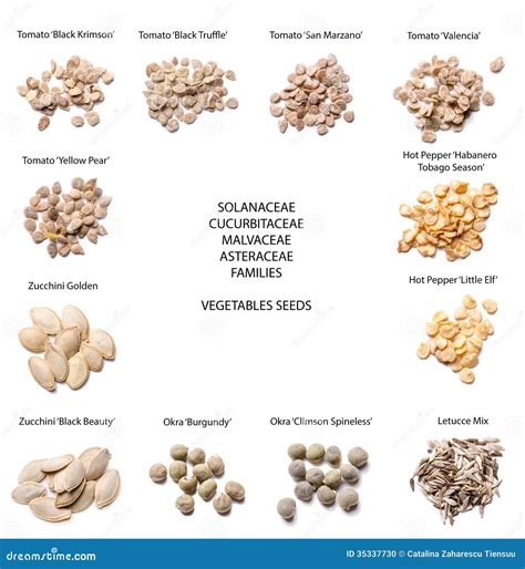 Illustration de différentes variétés de graines anciennes.