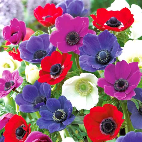 Comparatif des couleurs de fleurs d'Anemone blanda