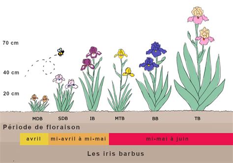 Schéma des périodes de floraison des plantes mellifères