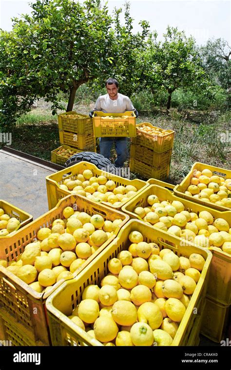 panier rempli de citrons verts et jaunes fraîchement récoltés