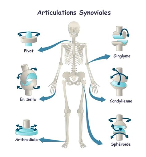 Schéma illustrant les articulations à échauffer avant une séance