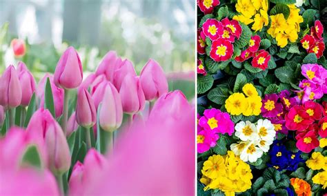 Détail de la fixation des fleurs sur la couronne