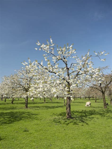 Verger d'abricotiers en fleurs sous un ciel printanier