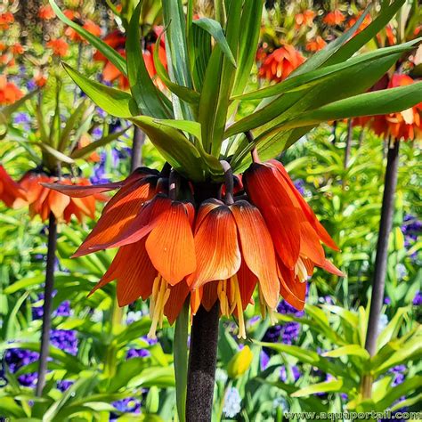 Photographie de la Fritillaria imperialis en fleurs dans un jardin printanier