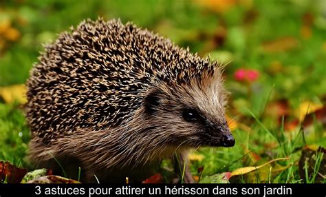 Hérisson dans un jardin à la tombée de la nuit