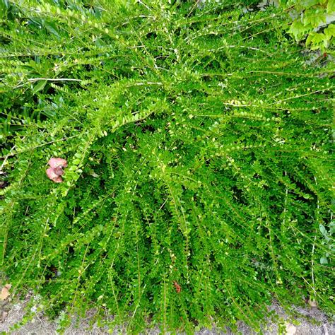 Feuillage persistant vert foncé de Lonicera pileata