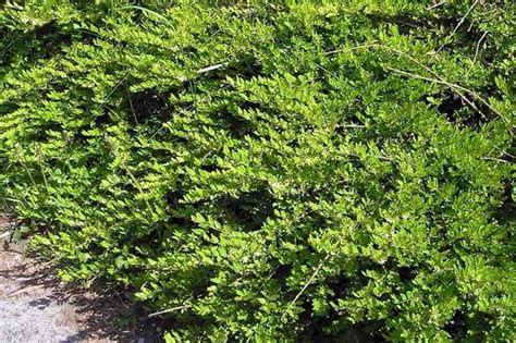 Lonicera pileata couvrant un talus ensoleillé