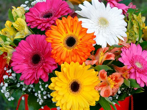 fleurs de gerbera colorées en pot