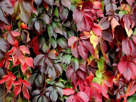 Comparaison des feuilles de différentes variétés de vigne vierge