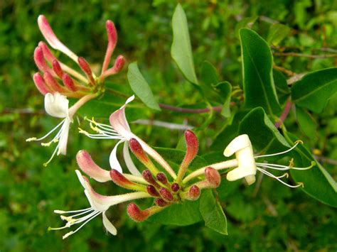 Illustration de différentes espèces de chèvrefeuille