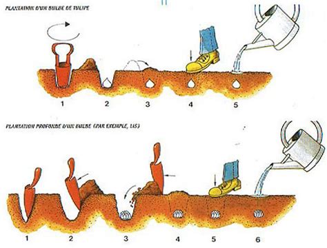 Schéma illustrant le cycle de vie d'un bulbe : plantation, floraison, jaunissement du feuillage et période de repos