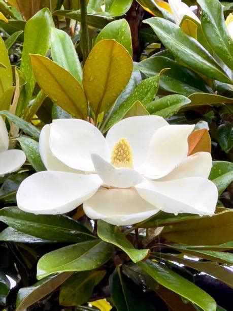 Magnolia grandiflora en pleine floraison estivale