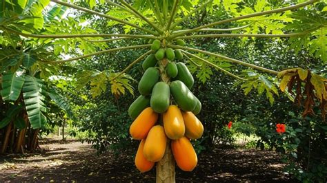 Illustration botanique détaillée d'un papayer avec ses fruits et son système racinaire