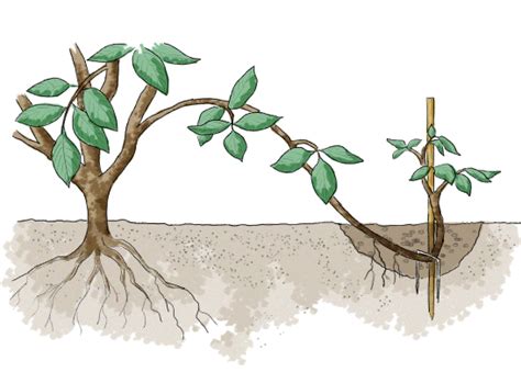 Schéma explicatif des différentes méthodes de multiplication végétative : bouturage, marcottage au sol et marcottage aérien