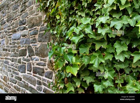 Hedera hibernica sur un mur en pierre