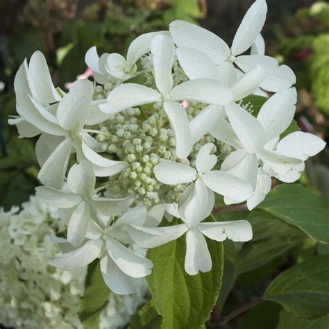 Hortensia paniculé Great Star dans un jardin normand