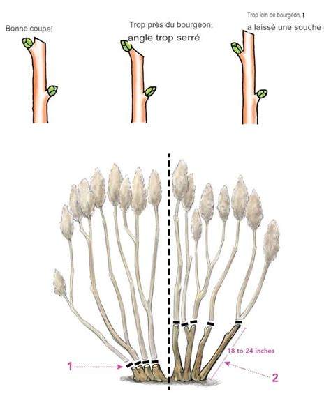 Schéma explicatif de la taille des tiges d'Hydrangea paniculata