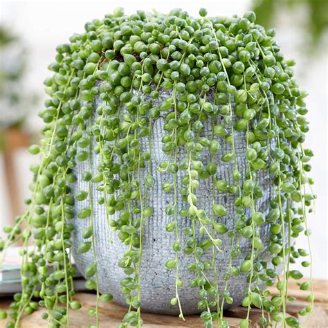 Senecio rowleyanus (plante de perles) suspendu dans un pot en céramique